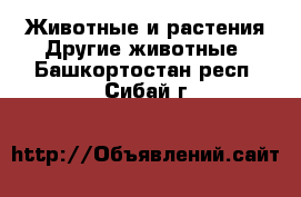 Животные и растения Другие животные. Башкортостан респ.,Сибай г.